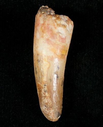 Cretaceous Crocodile Tooth - Morocco #6978